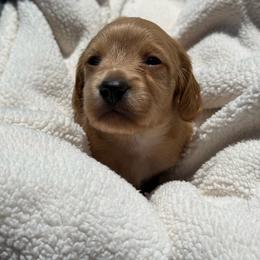 Cross - Red male Dachshund puppy in Pontotoc, Mississippi from Toddy Kennels