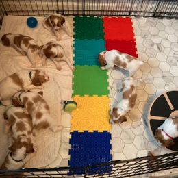 Brittany Puppies from Fox Mtn Brittanys
