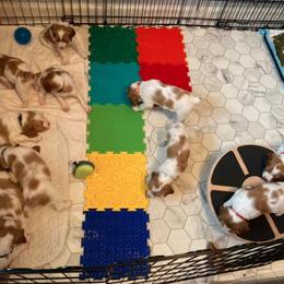 Brittany Puppies from Fox Mtn Brittanys