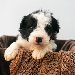 Cowlick - Parti male Goldendoodle puppy in Lafayette, Alabama from Sweethaven Kennels