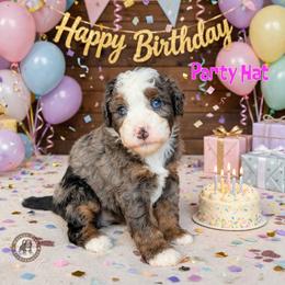 Party Hat - Blue merle female Bernedoodle puppy in Banner Elk, North Carolina from Walnut Tree Bernedoodles
