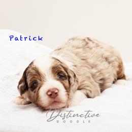 Patrick - Red merle male Aussiedoodle puppy in Kennesaw, Georgia from Distinctive Doodle