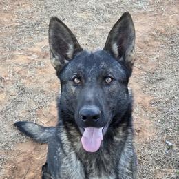 Charlie - German Shepherd
