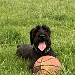 Darla - Giant Schnauzer