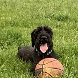 Darla - Giant Schnauzer