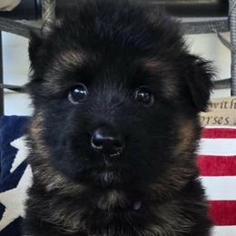 Green - Black and red male German Shepherd puppy in Bradley County, Tennessee from Chestuee German Shepherd