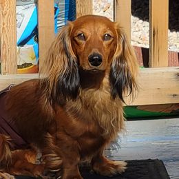 Buster - Dachshund