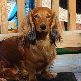 Buster - Dachshund