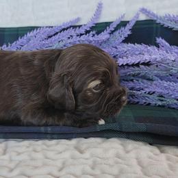 Girl 3 Jocasta - Sable female Cocker Spaniel puppy in Morristown, Tennessee from Down in the Holler