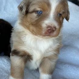 Reba - Red merle female Miniature Australian Shepherd puppy in Lebanon, Oregon from Two Pines Mini Aussies