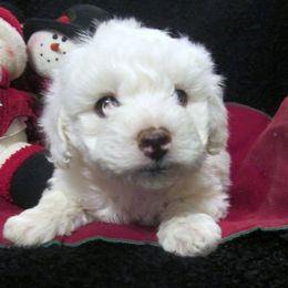 Bichon Frise Puppies from Kerley's Kuties