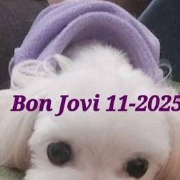 Jovi - Maltipoo