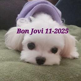 Jovi - Maltipoo