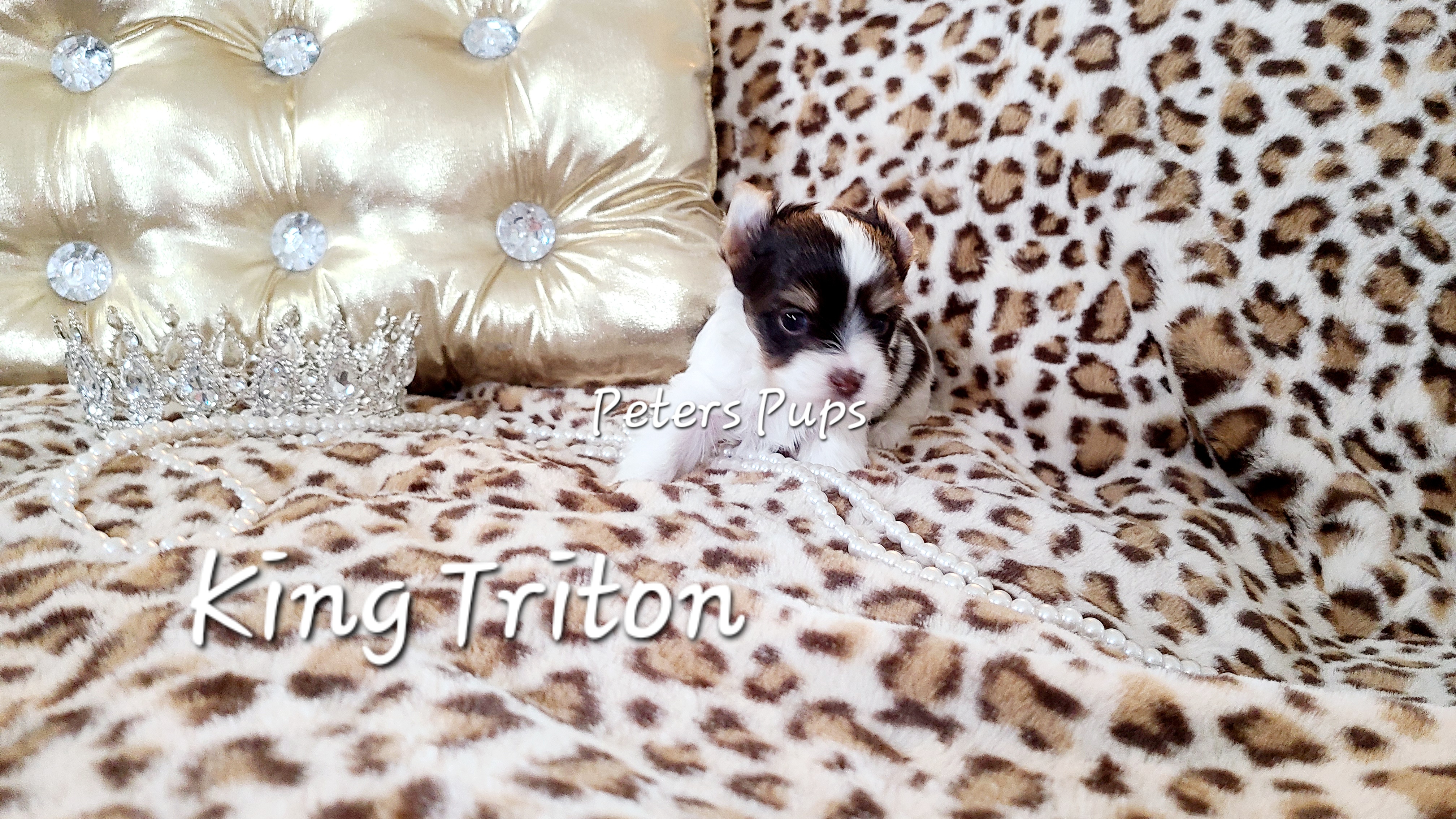 Yorkshire Terrier Puppies from Peters Pups Yorkshire Terriers