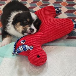 Pembroke Welsh Corgi Puppies from Shelly Bean Corgis