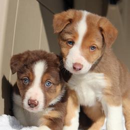 Border Collie Puppies from C Bar C Ranch Border Collies