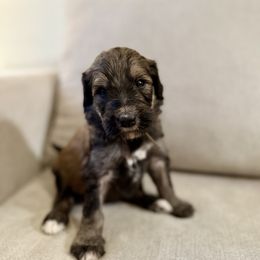 Brown - Phantom male Bernedoodle puppy in Moreno Valley, California from Ayy_Doodles