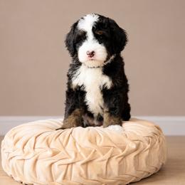 Gala - Tri-color female Bernedoodle puppy in Atwood, Oklahoma from Luxe Doodle Haven