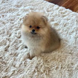 Boy 1 - Orange sable male Pomeranian puppy in Hot Springs, Arkansas from Pomeranian Empire