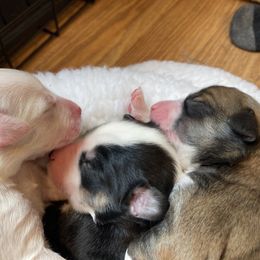 English Shepherd Puppies from Blackbird English Shepherds