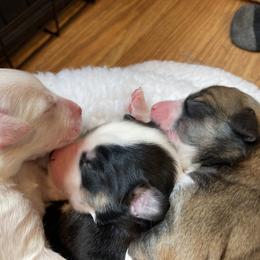 English Shepherd Puppies from Blackbird English Shepherds