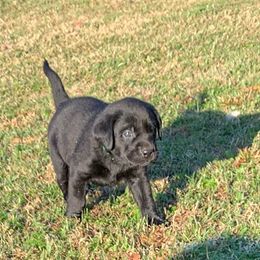 Labrador Retriever Puppies from Goshen Swamp Retrievers