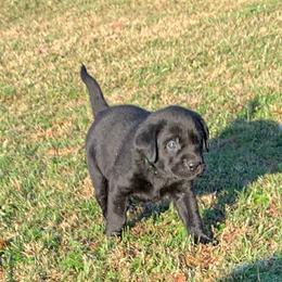 Labrador Retriever Puppies from Goshen Swamp Retrievers