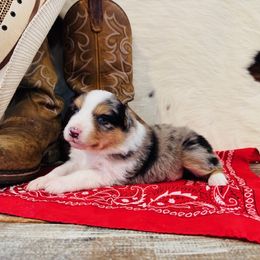 MERLYN - Blue merle female Australian Shepherd puppy in Durand, Wisconsin from Larson’s Legacy Aussome Aussie Kennels