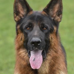 Vermeer - German Shepherd