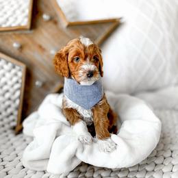 Zazu - Red  male Goldendoodle puppy in Springville, Utah from Happy Doodle