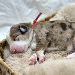 Barrel - Red merle male Aussiedoodle puppy in York, Pennsylvania from Loving Puppy Paws Kennel