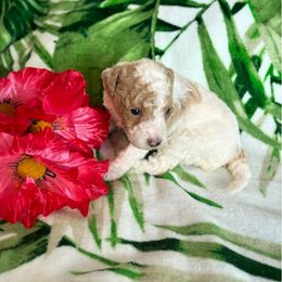 Snowy - White female Cavapoo puppy in Atlantic County, New Jersey from Sweet Doodles and Poos
