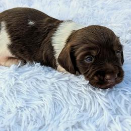 Patrick - 2675 - Piebald male Dachshund puppy in Sonora, Kentucky from Maple Hill Miniature Dachshunds