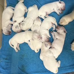Female - Light golden female Golden Retriever puppy in Tacoma, Washington from Canyon Meadows Farm