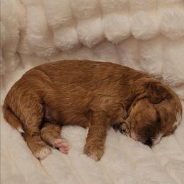 Buzz - Red male Cavapoo puppy in Glendale, Arizona from Cool Cavapoos