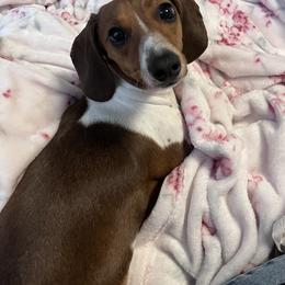 Lucy - Dachshund