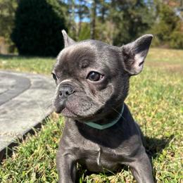 Barbie - Blue female French Bulldog puppy in Salisbury, Maryland from 77 Frenchies Maryland
