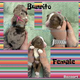 Burrito - Chocolate merle female Bernedoodle puppy in Godwin, North Carolina from Farm Sweet Farm Doodles