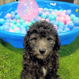 Dusk - Black male Poodle puppy in Neosho, Missouri from Star Light Pups