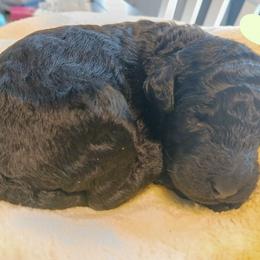 Red - Black female Poodle puppy in Big Rapids, Michigan from Meeker's Ridge Standard Poodles