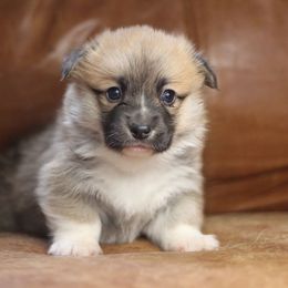 Pembroke Welsh Corgi Puppies from Ayers Acres Corgis