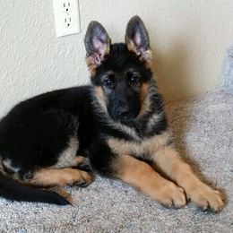German Shepherd Puppies from sharon Minerd