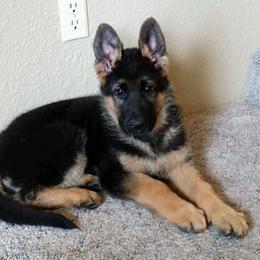 German Shepherd Puppies from sharon Minerd