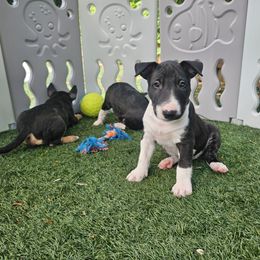 Girl 2 Baby - Black brindle and white Miniature Bull Terrier puppy in Hollywood, Florida from Mini Bull Lane