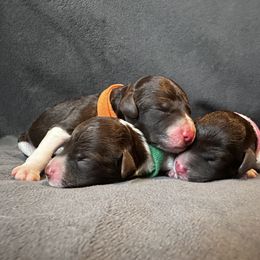 Lagotto Romagnolo Puppies from Lagotto NW