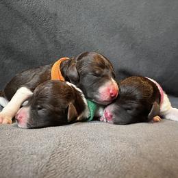Lagotto Romagnolo Puppies from Lagotto NW