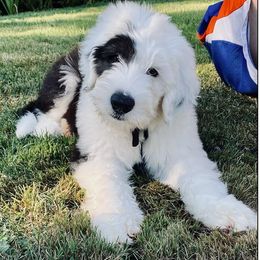Old English Sheepdog Puppies from Sapphire Eyes Sheepdogs