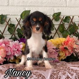 Nancy - Tri-color female Cavalier King Charles Spaniel puppy in Hollywood, Florida from World Class Cavaliers