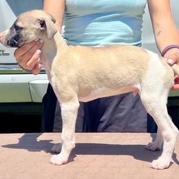 Erik - White and fawn male Whippet puppy in Redmond, Oregon from Chappelle Whippets