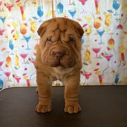 Red Dilute brushcoat pup 2 - Red male Chinese Shar-Pei puppy in Elkin, North Carolina from Martini Shar-Pei